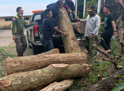 Pencuri dan Penadah Kayu Hutan di Blitar Ditangkap Bersamaan