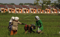 Harga Gabah di Kota Pasuruan Turun