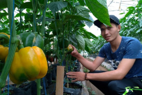 Petani Milenial Paprika yang Sukses Beromzet Puluhan Juta