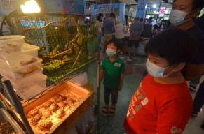 Ikan Channa Jadi Primadona pada Ajang Aquatic & Reptile Festival
