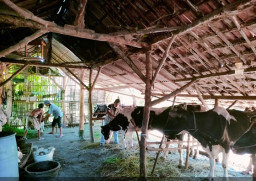 Peternak Sapi di Pasuruan Disarankan Manfaatkan KUR