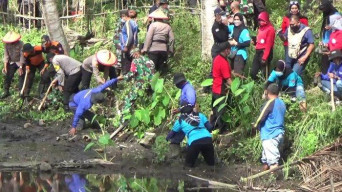 Tanam Ribuan Bibit Mangrove untuk Cegah Tsunami
