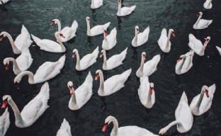 Ratusan Angsa di Slovakia Kecanduan Opium Dari Biji Poppy Sampai Overdosis