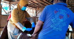 Pemkab Pasuruan: Hewan Ternak Bebas Penyakit LSD