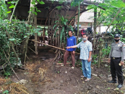 Dalam Semalam, 2 Lembu Milik Warga Raib