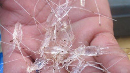 21.000 Benih Lobster Dilepasliarkan di Banyuwangi