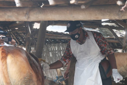 474 Hewan Ternak di Kabupaten Mojokerto Sembuh dari PMK, Dua di Antaranya Kambing