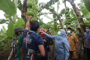 Tinjau Bibit Pisang, Produk Pisang Bisa Ekspor