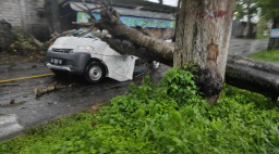 Pikap Tertimpa Pohon Tumbang, Kakak Beradik Tewas