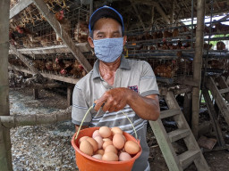 Harga Telur Meroket, Peternak Mojokerto Sumringah