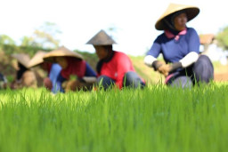 BPS Kota Batu Bakal Gelar Sensus Pertanian Secara Serentak