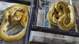 2 Pemuda di Tulungagung Curi Belasan Ular Piton