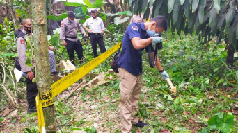 Nenek Tewas Tertimpa Pohon saat Mencari Ranting