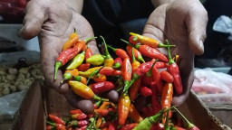Harga Cabai Meroket Sekilo Tembus Rp 75 Ribu