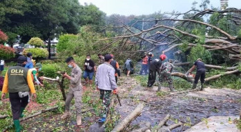 Pohon Beringin Ditengah Alun-alun Lumajang Tumbang