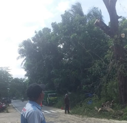 Sering Terjadi Kecelakaan di Depan Pustu Manding, Pihak Pustu Ajukan Penebangan Pohon Asam di Depan Kantor