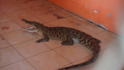 Tiga Kali Lolos, Buaya Sungai Sadar Ditangkap Warga