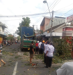 Pohon Mahoni Besar Tumbang Ditabrak Truk