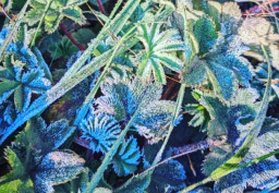 Fenomena Embun Es di Kawasan Puncak Lawu, Capai 3 Derajat Celcius