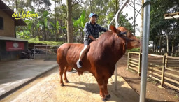 Jelang Idul Adha, Irfan Hakim Belikan Ibunda Sapi Jumbo 1 Ton, Namanya Unik