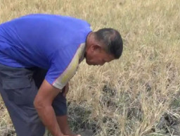 Sumur Sawah Mengering, Para Petani di Ngawi Gagal Panen dan Pasrah