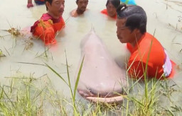 Viral, Penemuan Ikan Lele Seberat 299 Kilogram Setara Sapi Kurban