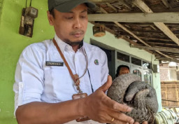 BBKSDA Jatim Evakuasi Trenggiling Jantan yang Berkeliaran di Pemukiman Warga