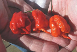 Pria Ini Pecahkan Rekor Makan Cabe Terpedas di Dunia: 160 Biji Hampir 1 Kg, Gila Abiss