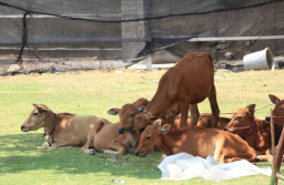 Unik! Bupati Ponorogo Borong Puluhan Sapi Kerdil Asal Madura, Bentuk Program Beternak Unggul