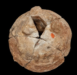 Dikira Akik Langka, Peneliti Temukan Telur Dinosaurus Berusia 60 Tahun