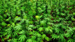 Krisis Ekonomi Lebanon, Petani Beralih Tanam Ganja