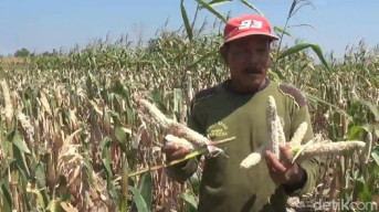 Ladang Diserbu Tikus, Petani Lamongan Merugi