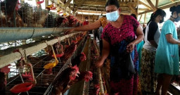 Harga Anjlok, Telur Dibagikan Gratis ke Warga