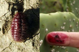 Polemik Kehalalan Pewarna Karmin Dari Serangga Kutu Daun, LPPOM MUI: Aman Dikonsumsi Masyarakat