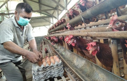 Harga Telur Ayam Turun Drastis Rp 19 Ribu per Kilogram, Para Peternak Merugi