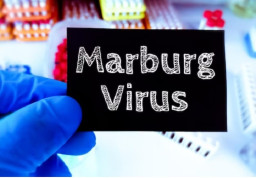 Virus Marburg (MVD) Mulai Mengintai Indonesia, Ini Ciri-Ciri dan Pencegahannya