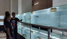 Hampir Seribu Peserta Ikut Meriahkan Kontes Ikan Chana, Lele dan Ikan Cupang