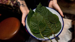 Kegiatan Ekspor Kratom Tidak Dilarang