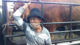 Pasar Hewan di Jember Kembali Buka