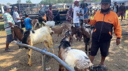 Harga Kambing di Kota Blitar Melonjak Rp 3,5 Juta Jelang Idul Adha