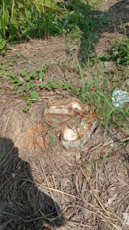 51 Pohon Jati Ditebang, cuma Dihargai Rp 10 Juta