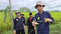 Jelang Masa Panen, Bupati Madiun dan Petani Gelar Acara Metil Padi