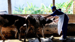 Jelang Idul Adha, 4.534 Hewan Kurban Dipasarkan di Kota Surabaya