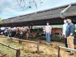Penjualan dan Jasa Potong Hewan di RPH Surabaya Meningkat 10 Persen