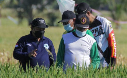 Situbondo Patenkan Bibit Padi Varietas Baru