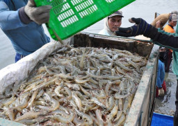 KKP Targetkan RI Produksi 2 Juta Ton Udang pada 2024