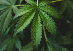 Tanam Ganja di Lahan Lereng Semeru, Tersangka Mengaku untuk Pengobatan