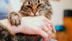 Waspada, Pria Ini Terinfeksi Bakteri Misterius Usai Digigit Kucing