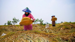 Tolak Wacana Impor Beras, Petani: Data Kementan Produksinya Cukup