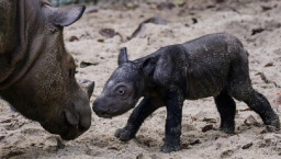 Anak Badak Sumatera Berhasil Dilahirkan Dalam Keadaan Sehat
